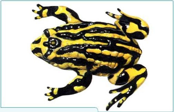 Миниатюрните жабки Коробори са на изчезване
