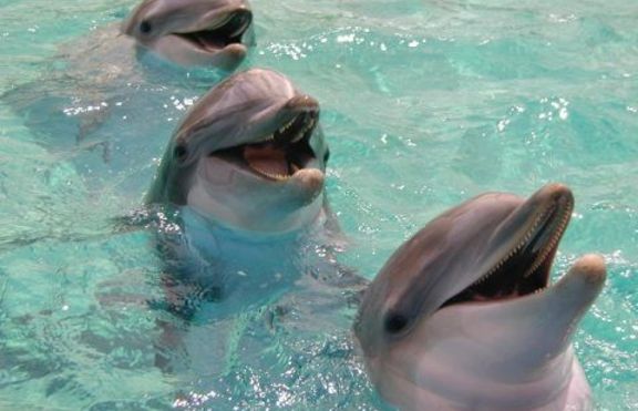 Мъж правил секс с делфин в продължение на 9 месеца 