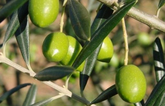 Какво знаем за маслината?