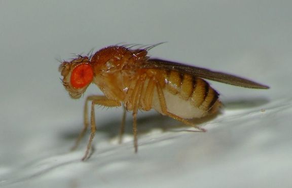 Плодовата мушица - Drosophila melanogaster