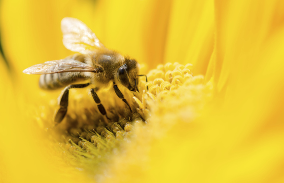 Ползите, които ни носи пчелният прашец 