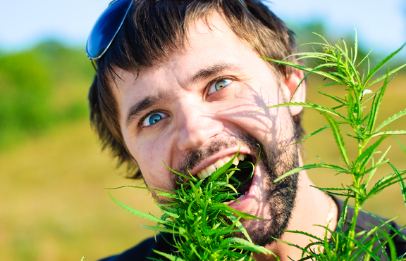 Употребата на трева увеличава риска от развитие на рак на тестисите