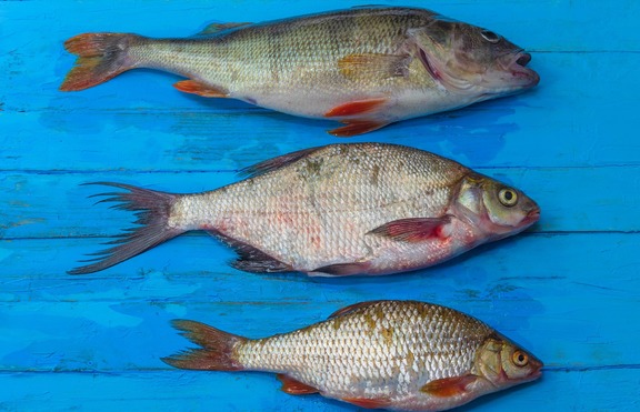 4 вида риби, които да хапвате за здраве