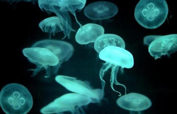 'Цивилизацията' на медузите