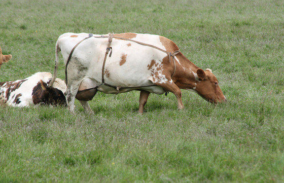 Крави носят сутиени от зайци заради студа