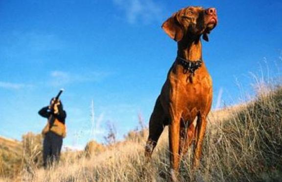 Куче застреля стопанина си с ловната му пушка