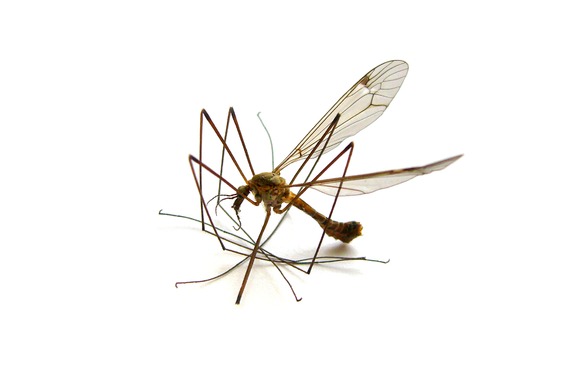 Как да се предпазим от комарите 