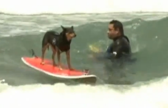 Кой е казал, че кучетата не могат да сърфират? (+видео)