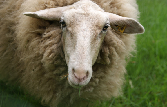 Има ли нужда една овца от мобилен телефон?