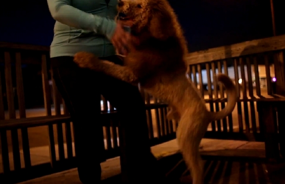 Куче, подстригано като лъв, стресира жителите на Норфолк (+видео)