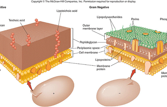Цитоплазматична мембрана при микроорганизмите
