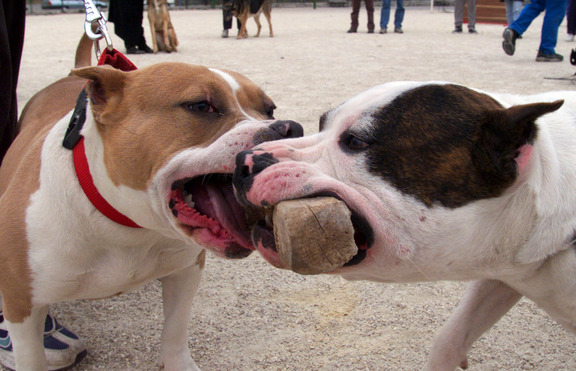 Най-агресивните породи кучета и ... има ли изобщо такива?
