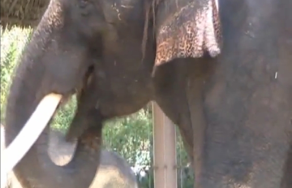 Слон говори корейски (+видео)