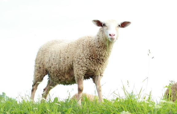 Овцете ще пращат SMS-и на стопаните си, когато усетят вълци наоколо