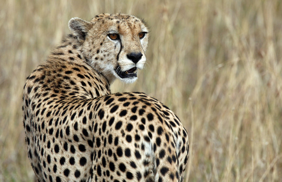 Доказано: Гепардът НЕ е най-бързото животно в света!