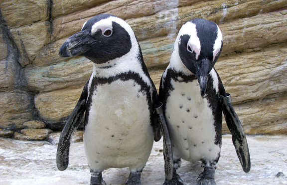 Пингвините правят перверзен секс 