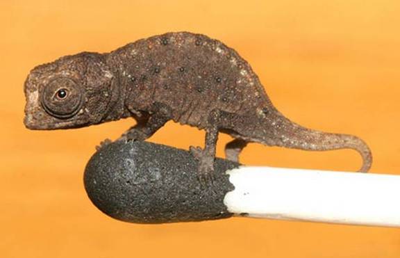 Бе открит миниатюрен хамелеон на Мадагаскар