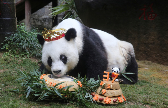 Отбелязват годишнина от смъртта на най-старата панда в света