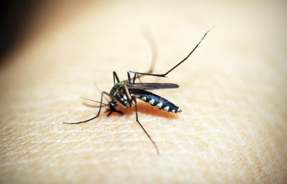 Как да се предпазите от комари през лятото?