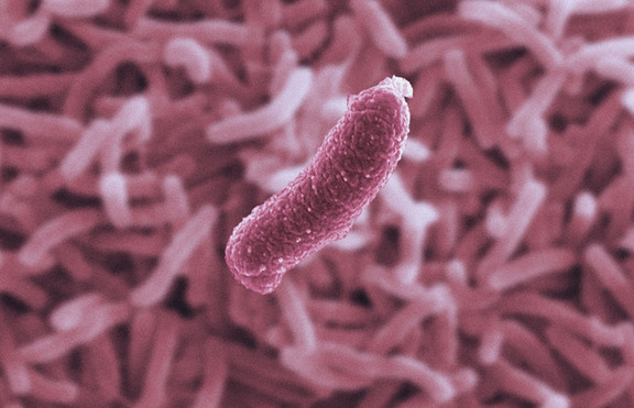 Микроорганизми