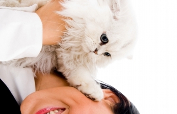 Пухкавата ангорска котка – изящният любимец