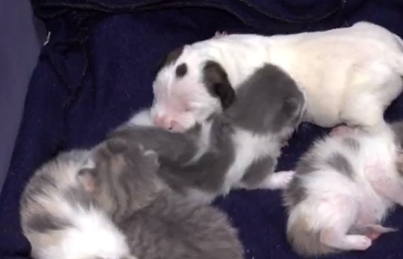 Котка осинови новородено питбулче (+ видео)
