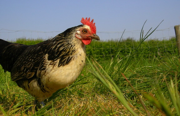 Китайска кокошка снесе яйце с опашка