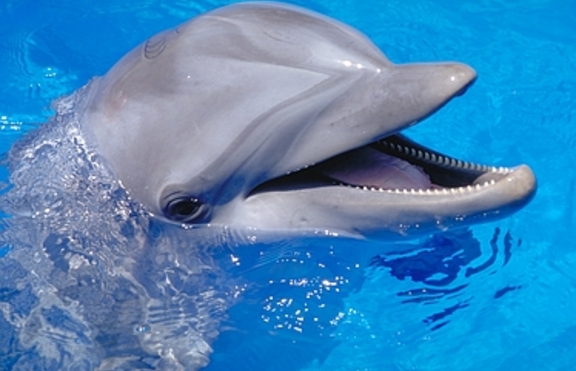 Делфин успя да върне светлината в очите на Яна