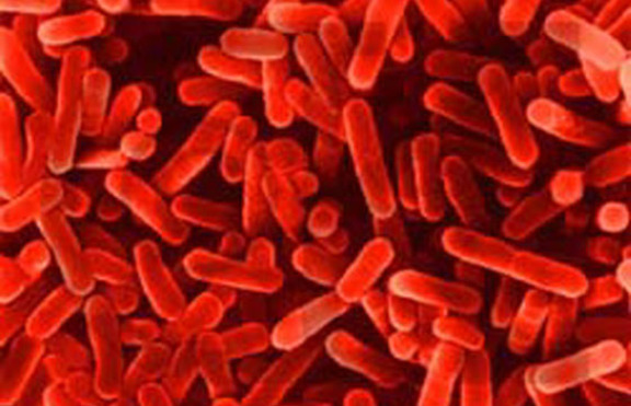 Основни открития в микробиологията и на  основните патогенни бактерии