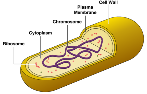 Структура на цитоплазматичната мембрана при микроорганизмите