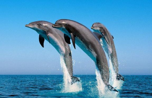 Делфините символизират свободата и спасението 