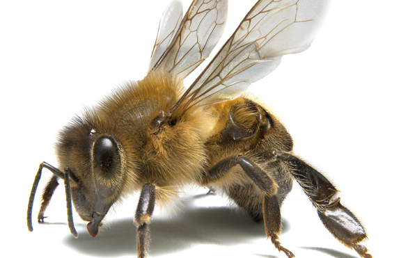 Любопитни факти, свързани с пчелите