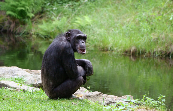 Шимпанзетата запомнят по-бързо от хората (+видео)
