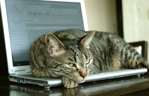 Създадоха социална мрежа само за... котки