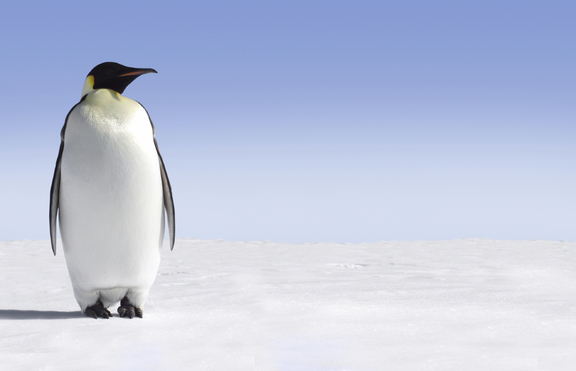 Защо пингвините не замръзват, ходейки по леда на минусови температури?
