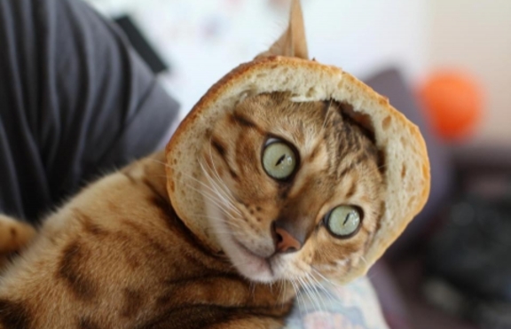 Котета в хляб - последният писък на модата във Facebook