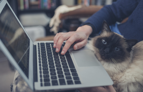 Вече има как да отвлечеш вниманието на котката си от своя лаптоп 