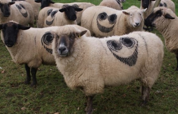 Мистериозни усмивки се появиха по козината на над 100 овце във Великобритания