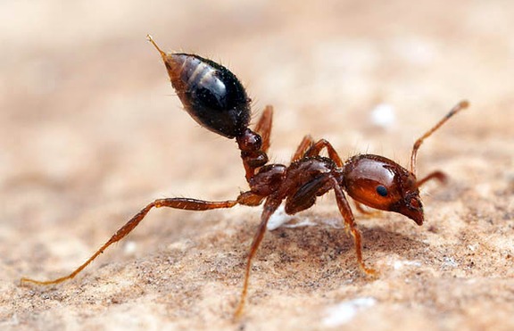 Пазете се от мравките - терминатори