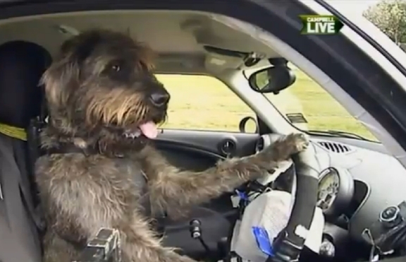 Дресьор научи кучета да шофират (+видео)