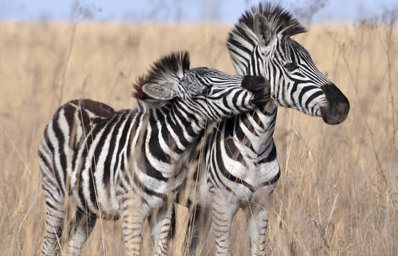 Как райетата на зебрите действат като биологичен климатик?